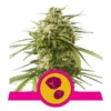 Gushers1
