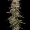 Humboldt Seed Co – Guzzlers Strain – Fem Photo - Image 2