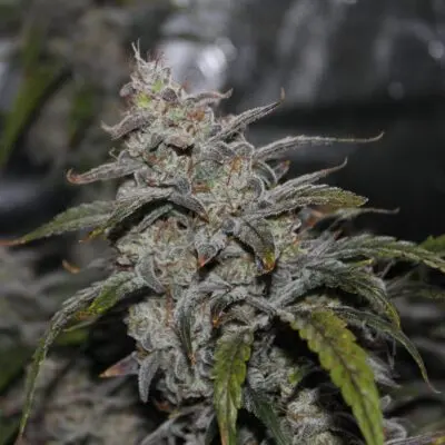 Grape Walker Kush Auto | Mephisto Genetics | FEM Autoflower Seeds