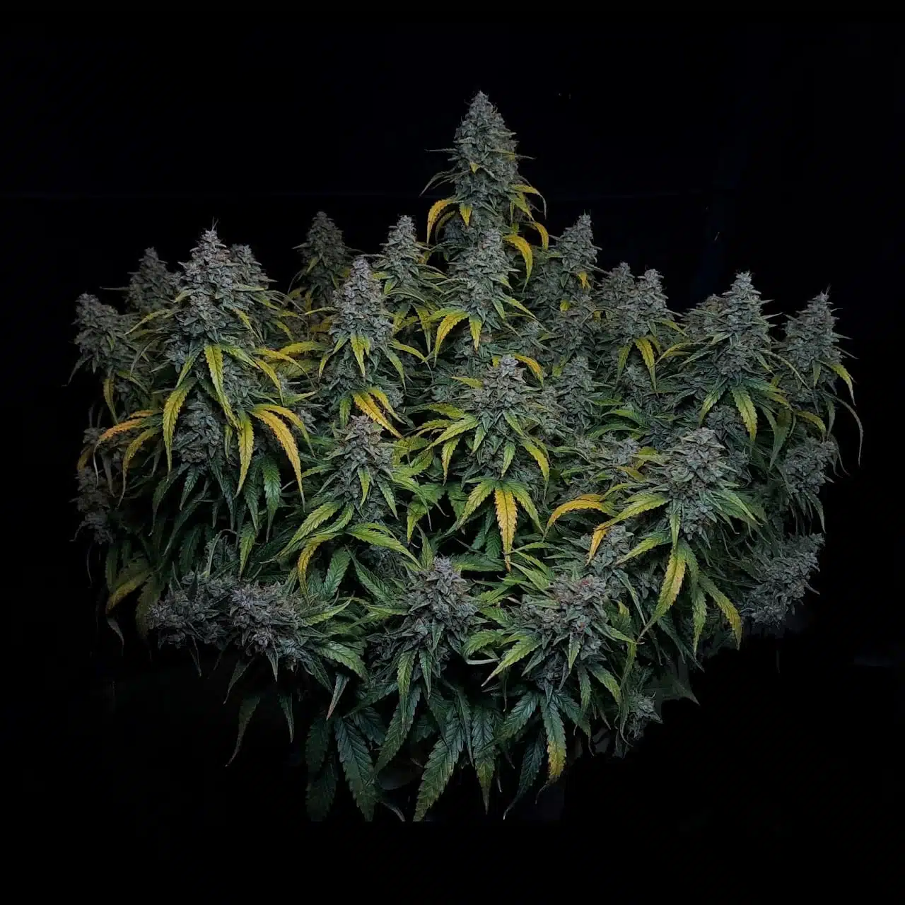 Hazey Brain Auto | Butter Bean Birdseed | FEM Autoflower Seeds