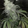 Dimebag Seed Co – Hawaiian Diamonds – Photo Reg – 7 Pack - Image 3