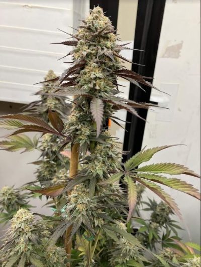 Tall cannabis plant with a central cola and multiple budding sites covered in trichomes, indicative of a mature indoor grow.