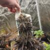 A hand holding a nutrient bottle above a cannabis plant with dense, frosty buds in an indoor grow tent, indicating the feeding process of cultivation.