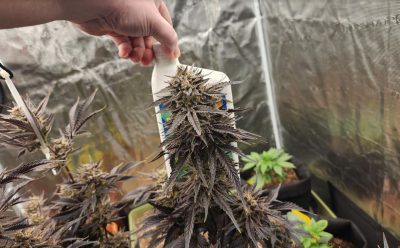 A hand holding a nutrient bottle above a cannabis plant with dense, frosty buds in an indoor grow tent, indicating the feeding process of cultivation.