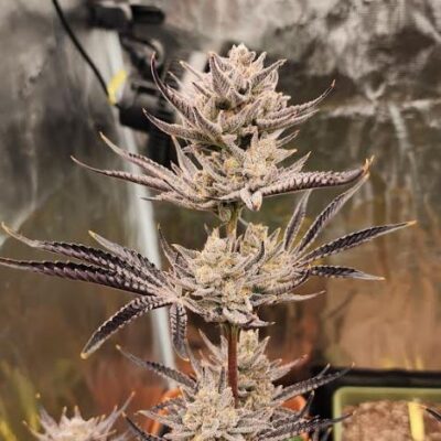 Cannabis plant in bloom with dense trichomes on the buds, indicative of high-quality cultivation, against a reflective background.