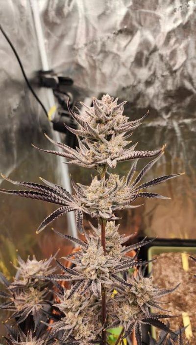 Cannabis plant in bloom with dense trichomes on the buds, indicative of high-quality cultivation, against a reflective background.