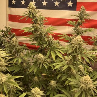 Mature cannabis plants in front of an American flag, symbolizing the growing cultural acceptance of cannabis in the United States.