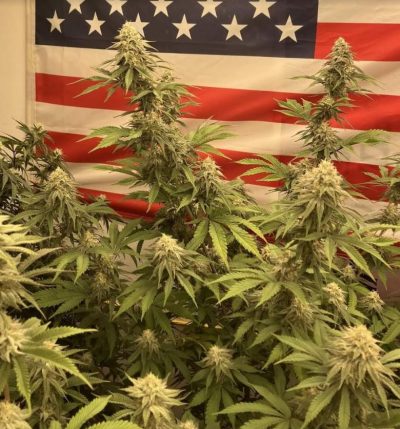 Mature cannabis plants in front of an American flag, symbolizing the growing cultural acceptance of cannabis in the United States.