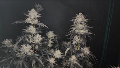 A mature cannabis plant with multiple large, trichome-rich colas against a dark background, indicative of high-quality cultivation.