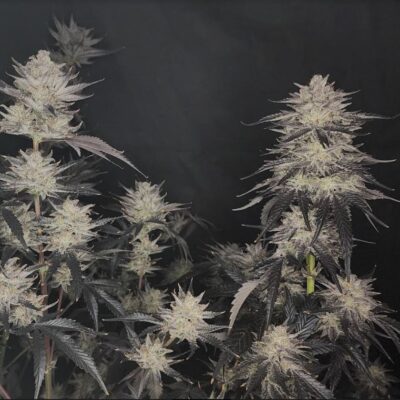 A mature cannabis plant with multiple large, trichome-rich colas against a dark background, indicative of high-quality cultivation.