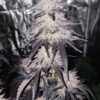 Close-up of a frosty cannabis bud with purple-hued leaves, showcasing dense trichomes under indoor grow lights.