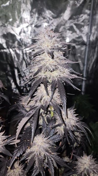 Close-up of a frosty cannabis bud with purple-hued leaves, showcasing dense trichomes under indoor grow lights.