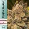 Altitude Genetics – Hippie Fumes Strain – Auto Fem – 3 Pack - Image 2