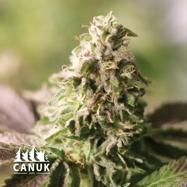 The Ice Cream Cake Feminized by Canuk seeds