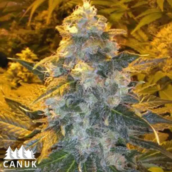 Iced Skunk | Canuk Seeds | FEM Photoperiod Seeds