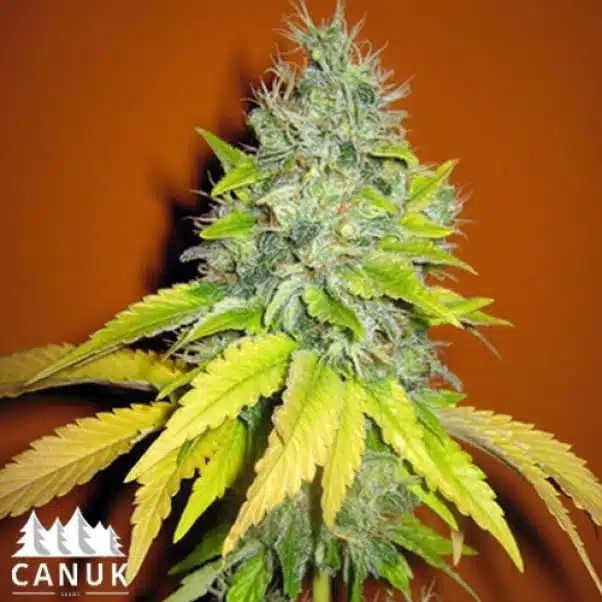 Jack Herer | Canuk Seeds | FEM Photoperiod Seeds