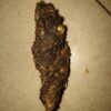 Trident Seeds – Kala Pathri Strain – Reg Photo - Image 2