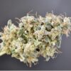 Kindway Farms – Kermit the Hog Strain – Fem Photo 5 Pack - Image 2