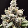 Kindway Farms – Tribblez Strain – Fem Photo 5 Pack - Image 2