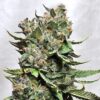 Elev8 Seeds ? King Payton Strain ? Fem Photo ? 6 Pack - Image 3