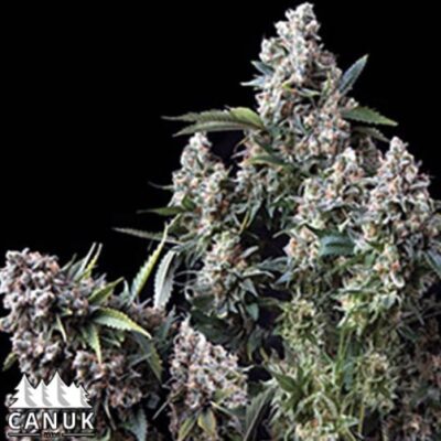 The Kingtut Feminized by Canuk seeds