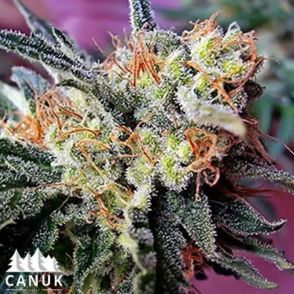Kushy Kush | Canuk Seeds | FEM Photoperiod Seeds