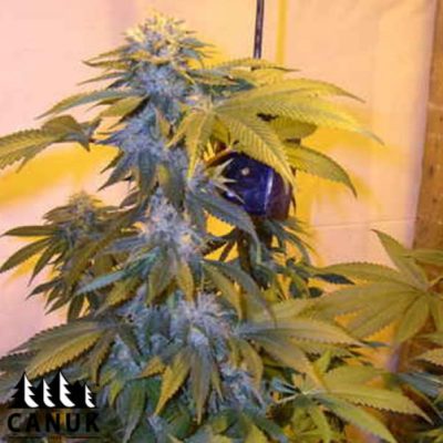 The La Confidential by Canuk seeds