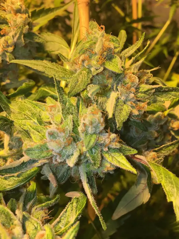 Sofem Genetics – Lazy Glue Strain – Fem Photo – 3 Pack