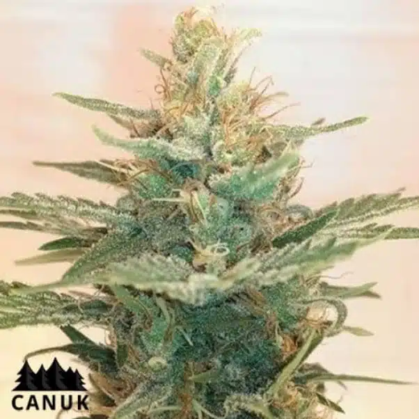 The Lemonade OG by Canuk seeds