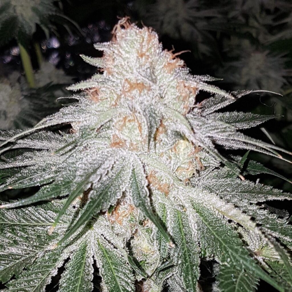 Lime Kush Auto | Butter Bean Birdseed | FEM Autoflower Seeds