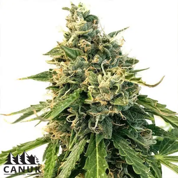 LSD Auto | Canuk Seeds | FEM Autoflower Seeds