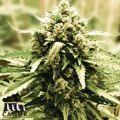 The LSD Feminized by Canuk seeds