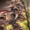 Sunken Treasure Seeds - Mac Mosa - Reg Photo 12 Pack - Image 2