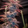 Sunken Treasure Seeds - Mac Mosa - Reg Photo 12 Pack - Image 3