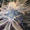 Sunken Treasure Seeds - Mac Mosa - Reg Photo 12 Pack - Image 4