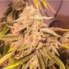 Sunken Treasure Seeds - Mac Mosa - Reg Photo 12 Pack - Image 5
