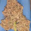 Sunken Treasure Seeds - Mac Mosa - Reg Photo 12 Pack - Image 6