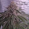 Gem Seeker Genetics - If I Could (Turn MAC Pine) Strain - Fem Photo 6 Pack - Image 2