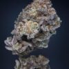 Sunken Treasure Seeds - Mac Stomper F2 - Reg Photo 12 Pack - Image 2