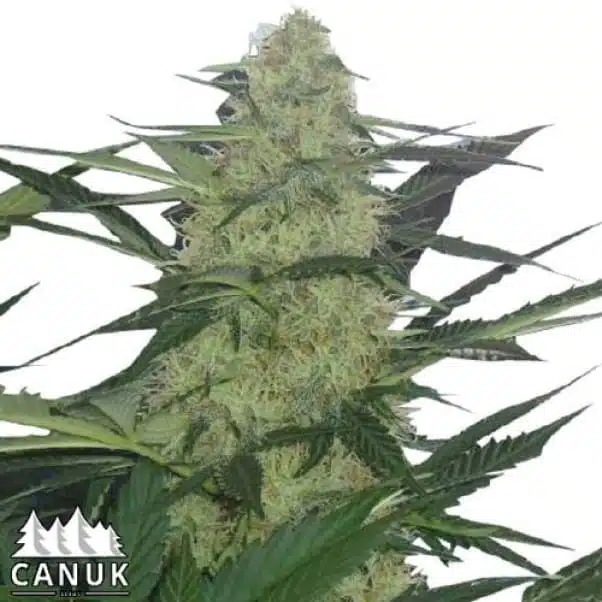 Magnum Auto | Canuk Seeds | FEM Autoflower Seeds