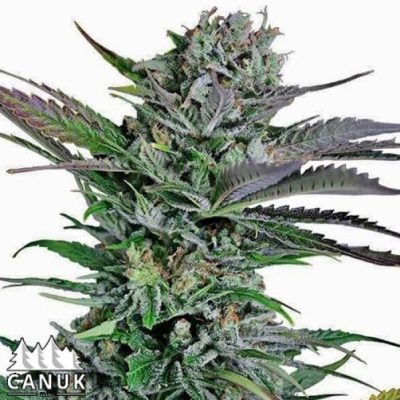 The Mango Merengue by Canuk seeds