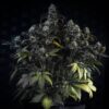 Mephisto Genetics ? Mephisto's Wedding Strain ? Auto Fem ? 3 Pack - Image 3