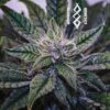 Mephisto Genetics ? Mephisto's Wedding Strain ? Auto Fem ? 3 Pack - Image 5