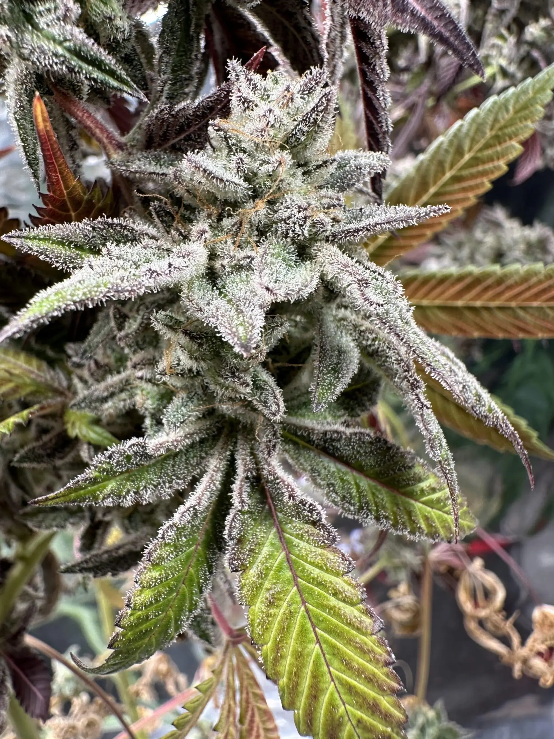 Genetix Matter – Milk Party Strain – Fem Photo