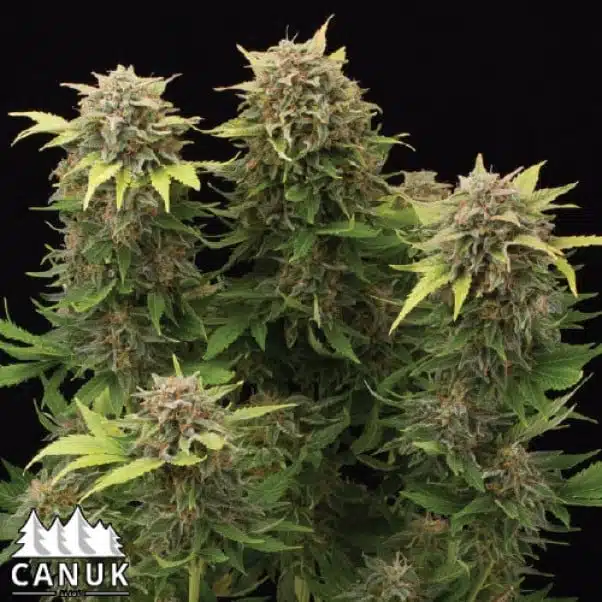 Moby Dick Auto | Canuk Seeds | FEM Autoflower Seeds