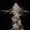 AB Seed Co - Moodswing Strain - Reg Photo - 12 Pack - Image 2