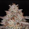 AB Seed Co - Moodswing Strain - Reg Photo - 12 Pack - Image 3