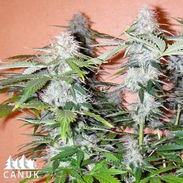 Northern Lights Auto | Canuk Seeds | FEM Autoflower Seeds
