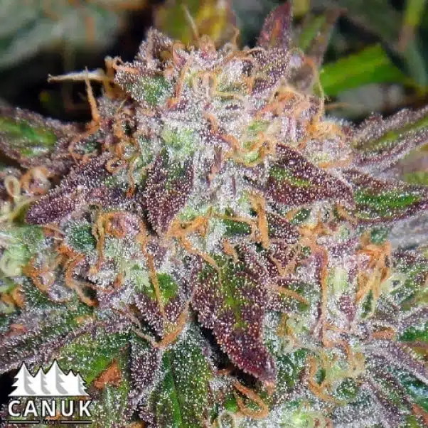 Northern Lights X Big Bud Auto | Canuk Seeds | FEM Autoflower Seeds