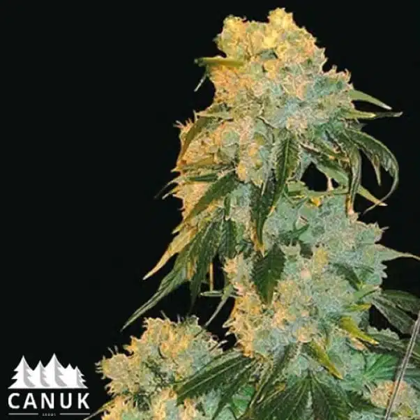 Northern Lights | Canuk Seeds | FEM Photoperiod Seeds